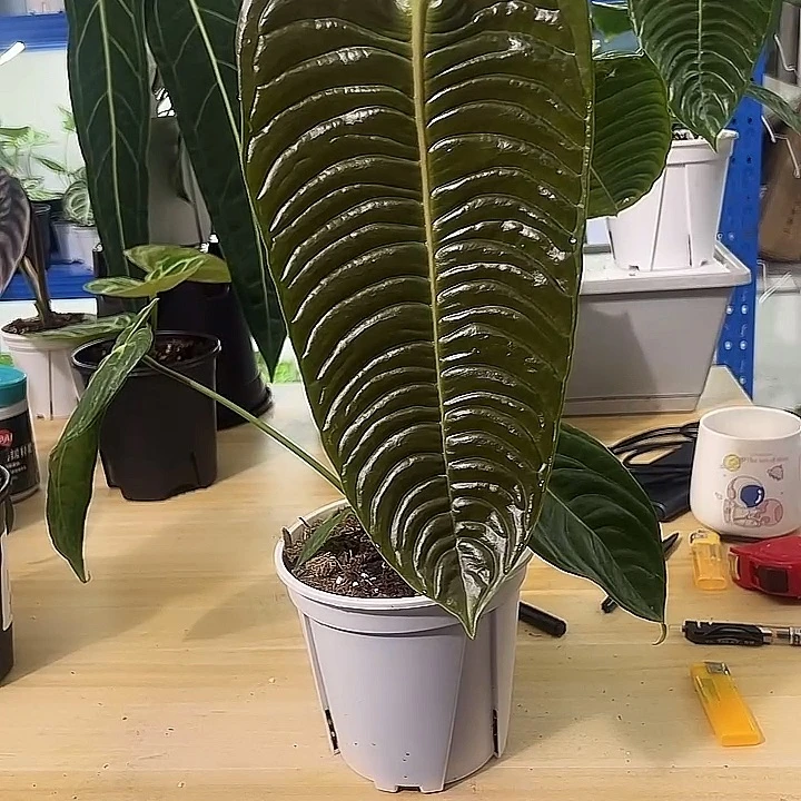 无花朵火鹤王一物一拍