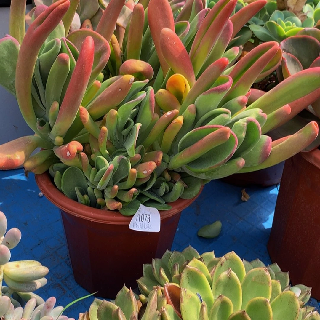 曼***华火狐狸11073多肉