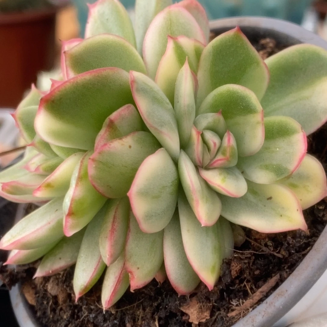 202东云杂锦锦锦锦锦锦