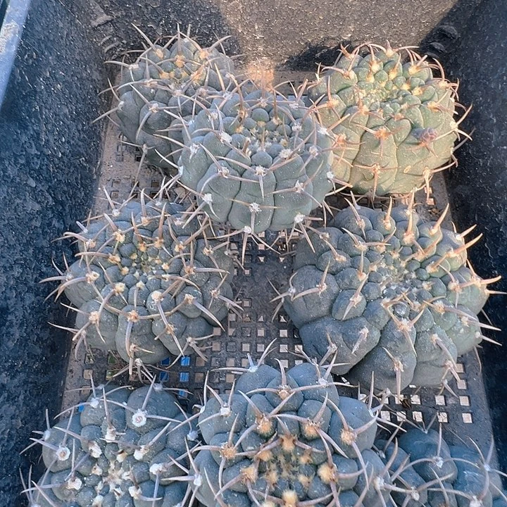 三刺玉。 苗接落地自 已出根
