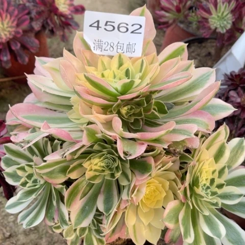 白凤多肉多肉4562