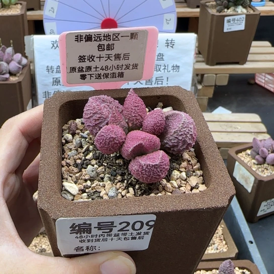 很*味209巨猪宝多肉植物