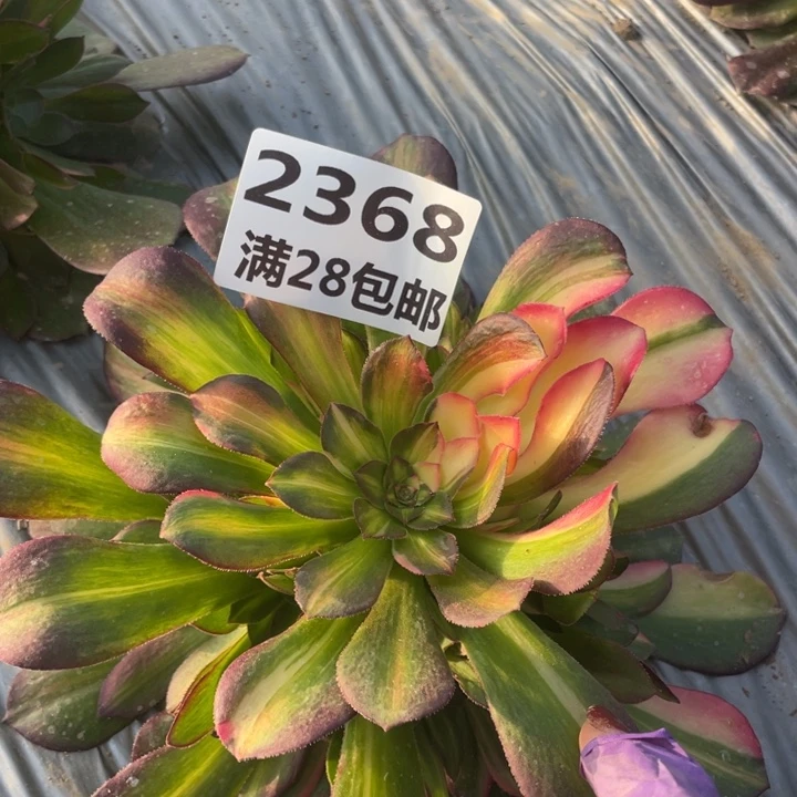 2368二号棚七彩多肉植物M