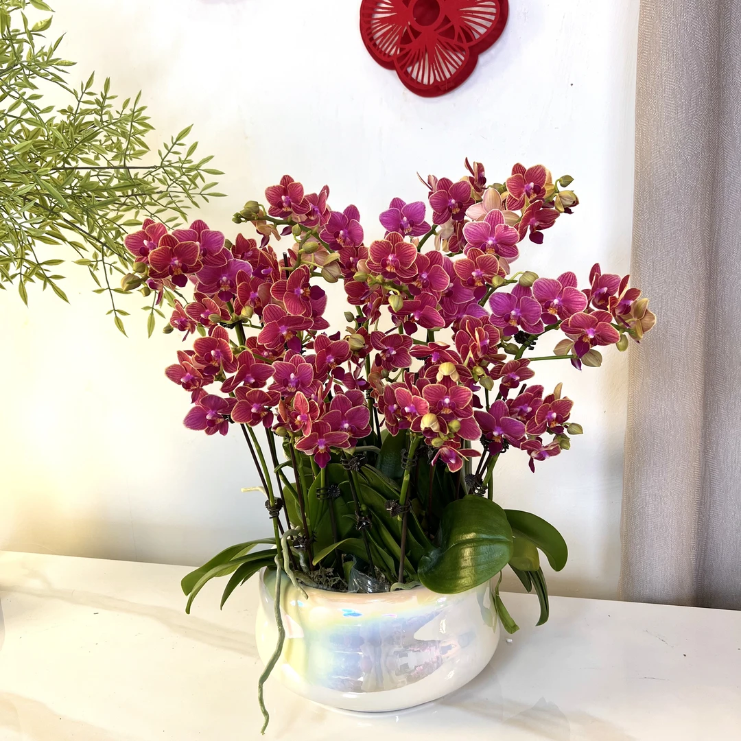 【金边玲珑-蝴蝶兰】 轻奢 中式 禅意 绿植盆栽 年宵花