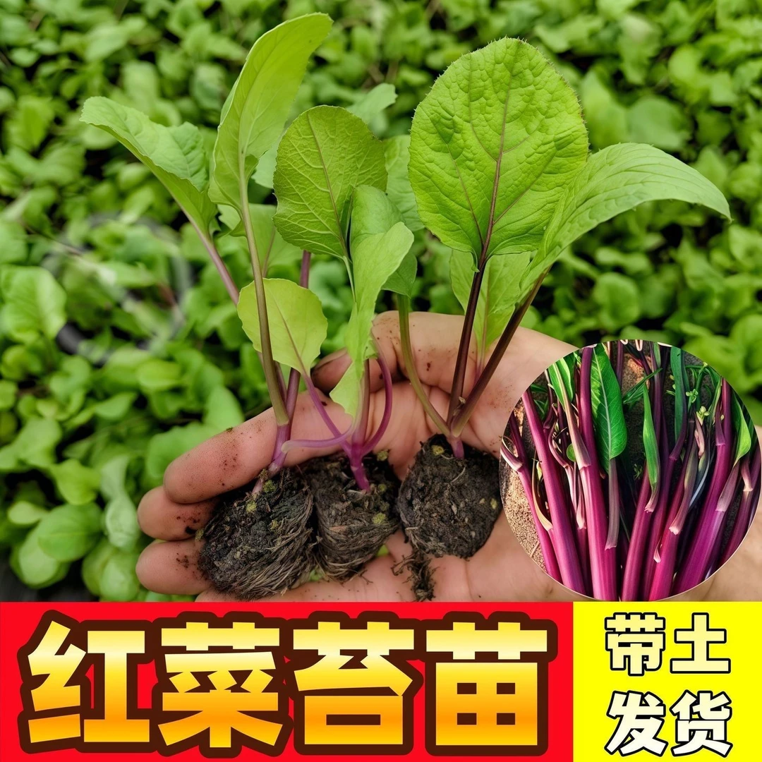 西兰花甘蓝秧苗牛心绿紫孢子甘蓝松花菜生菜菜苔蔬菜苗子带土发货