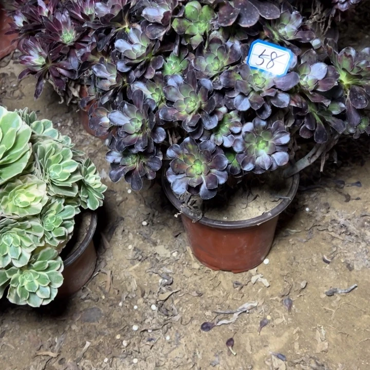 多肉植物红酒法师58