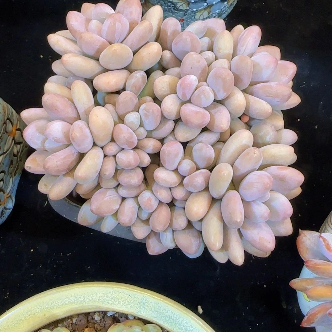 韩版蜜多里一颗一颗