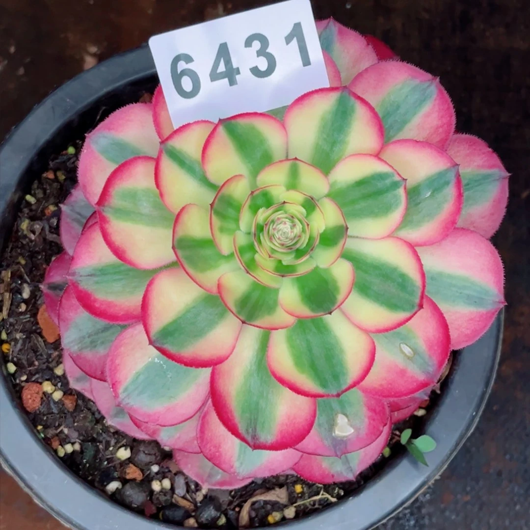 小*儿倾城多肉发货