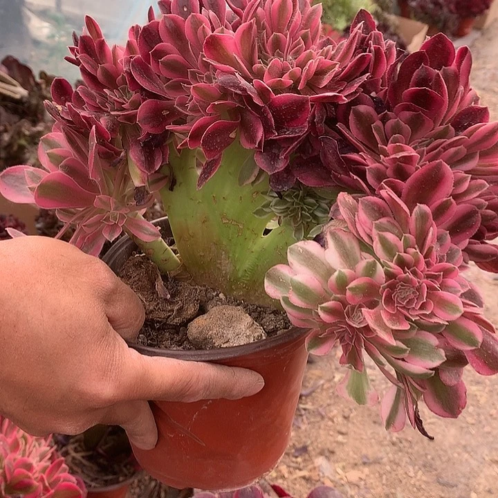 享**寞875女巫缀多肉植物