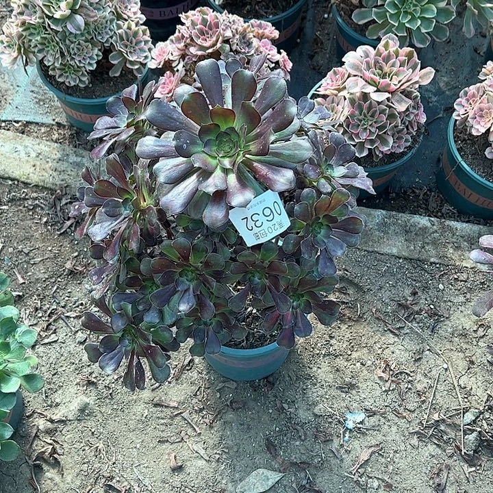 0632晚霞多肉植物