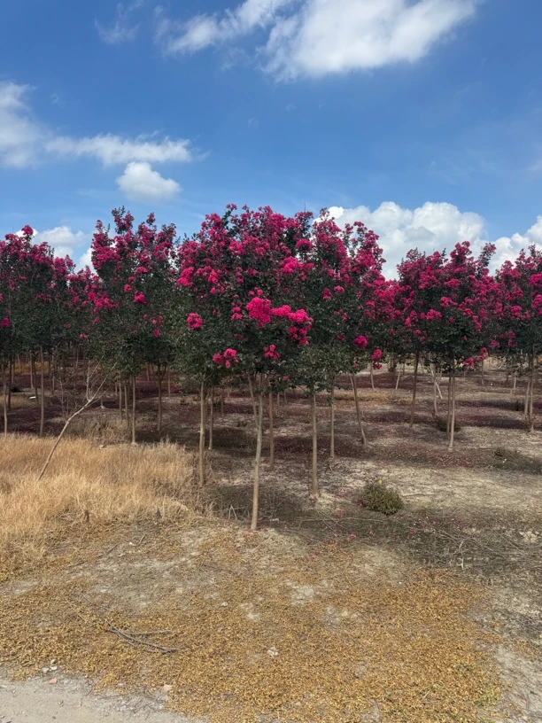 天鹅绒紫薇花量大耐寒耐旱可用于庭院别墅景观