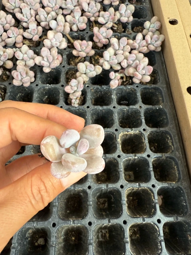 桃蛋穴苗十颗一组