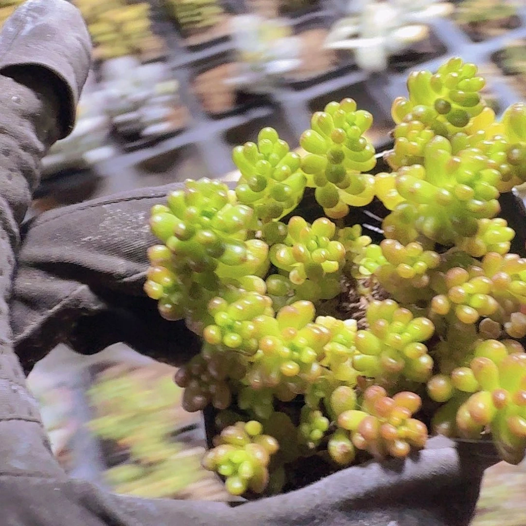 精品浆果多肉植物