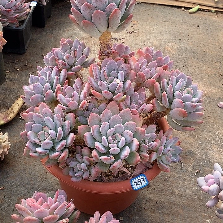 297灰姑娘 一物一拍多肉