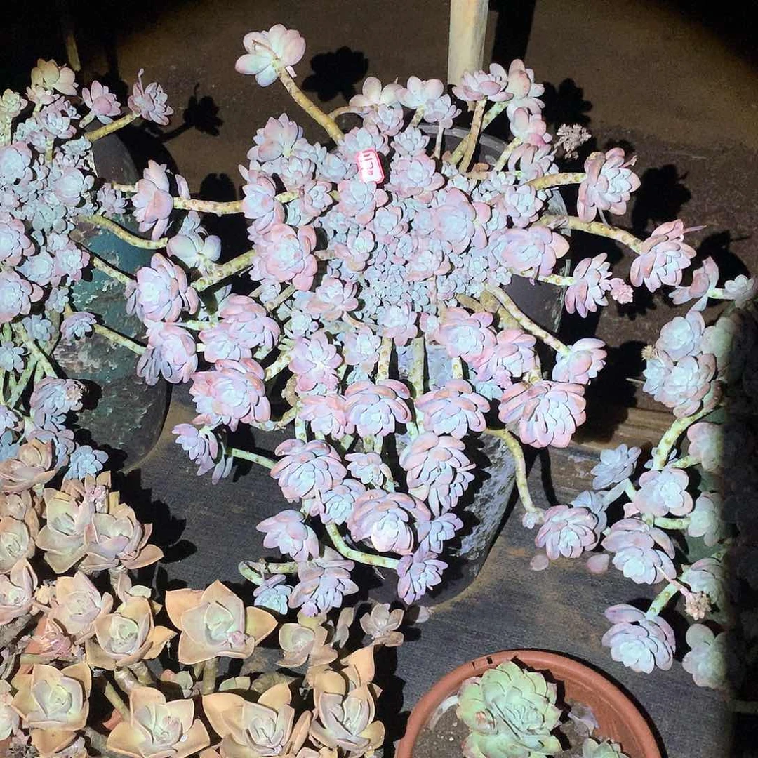 四****）洛神1170带盆物流自理寄养晓晓