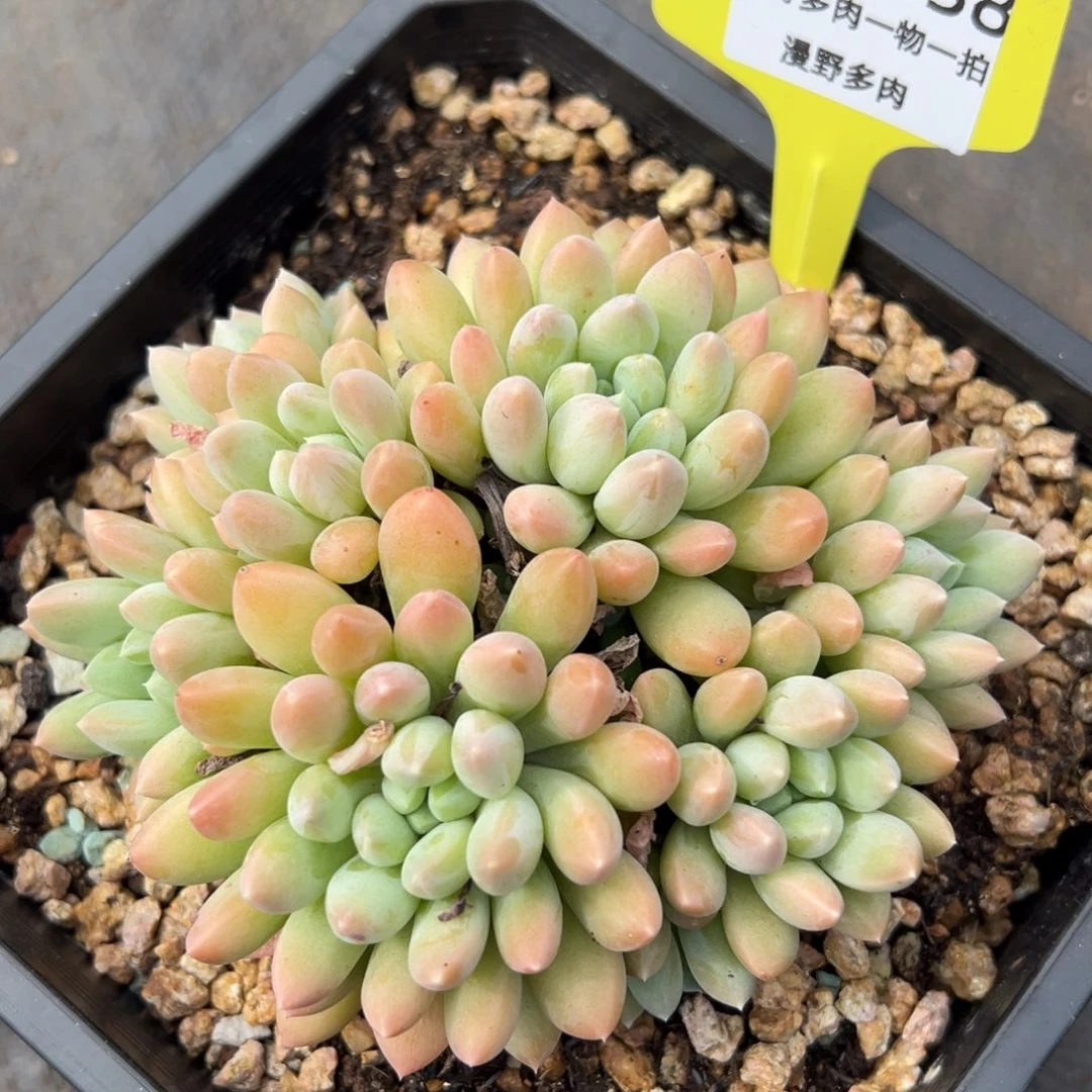 707038 七彩奶糖群生无砍14厘米全状态