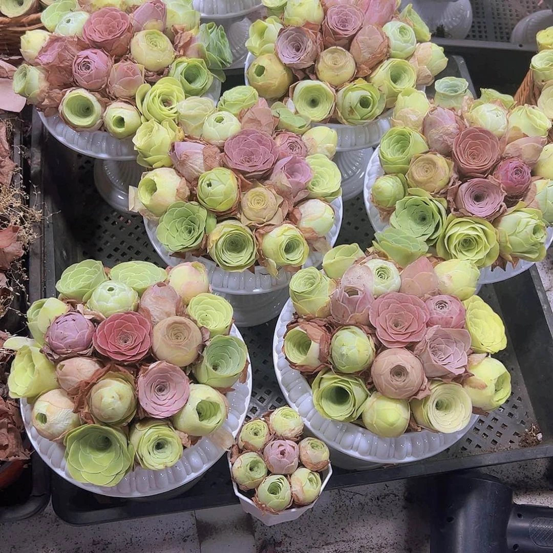 精品玫瑰18颗没有盆送2颗