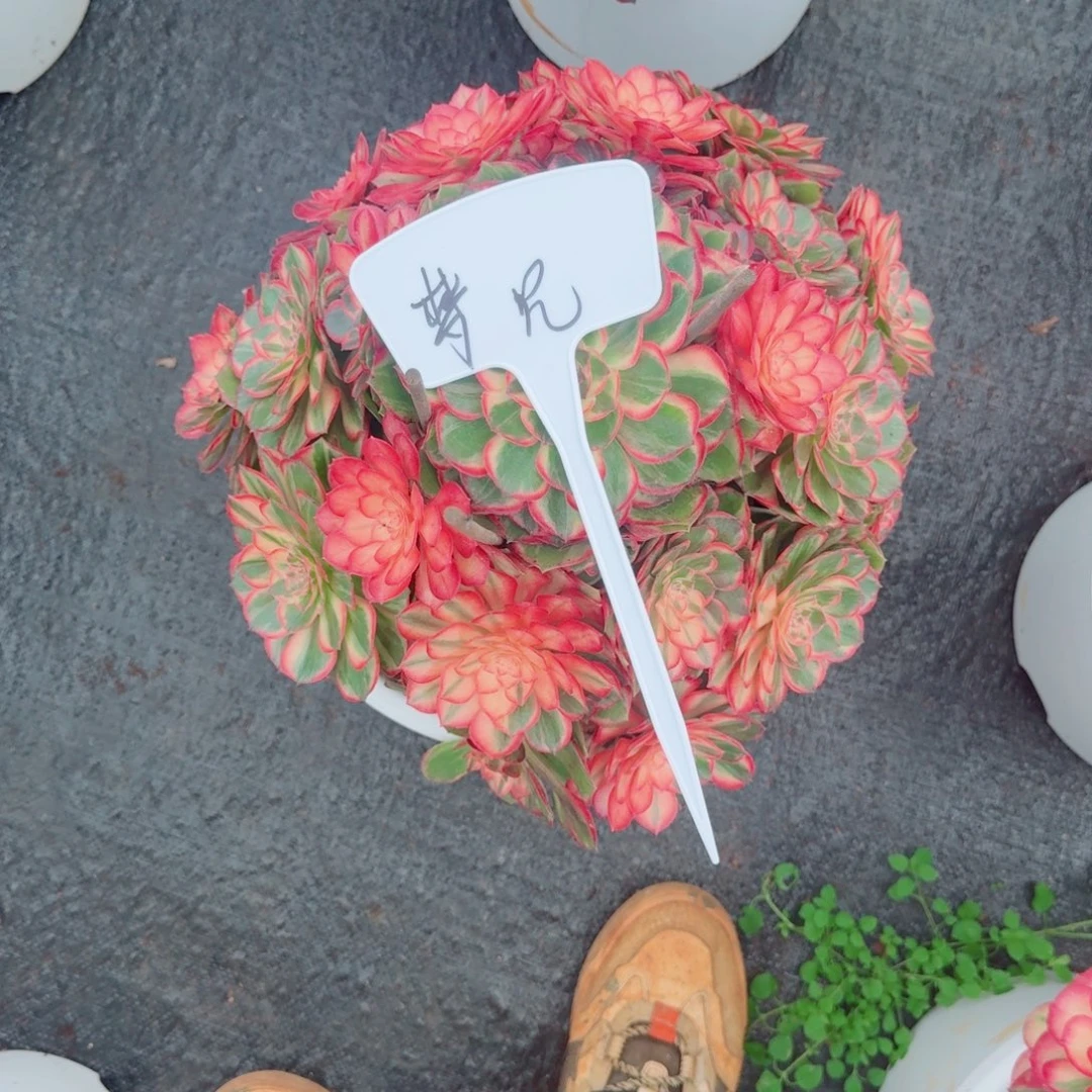 梦***见无花朵dnnddbdbdvdvdvdvdb