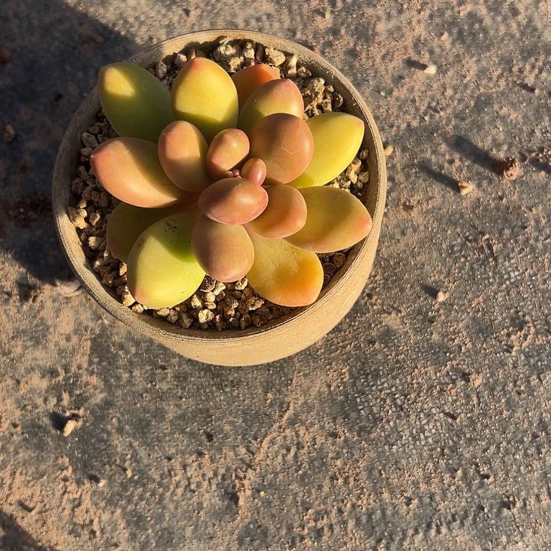 带盆一物一拍芒果奶1755