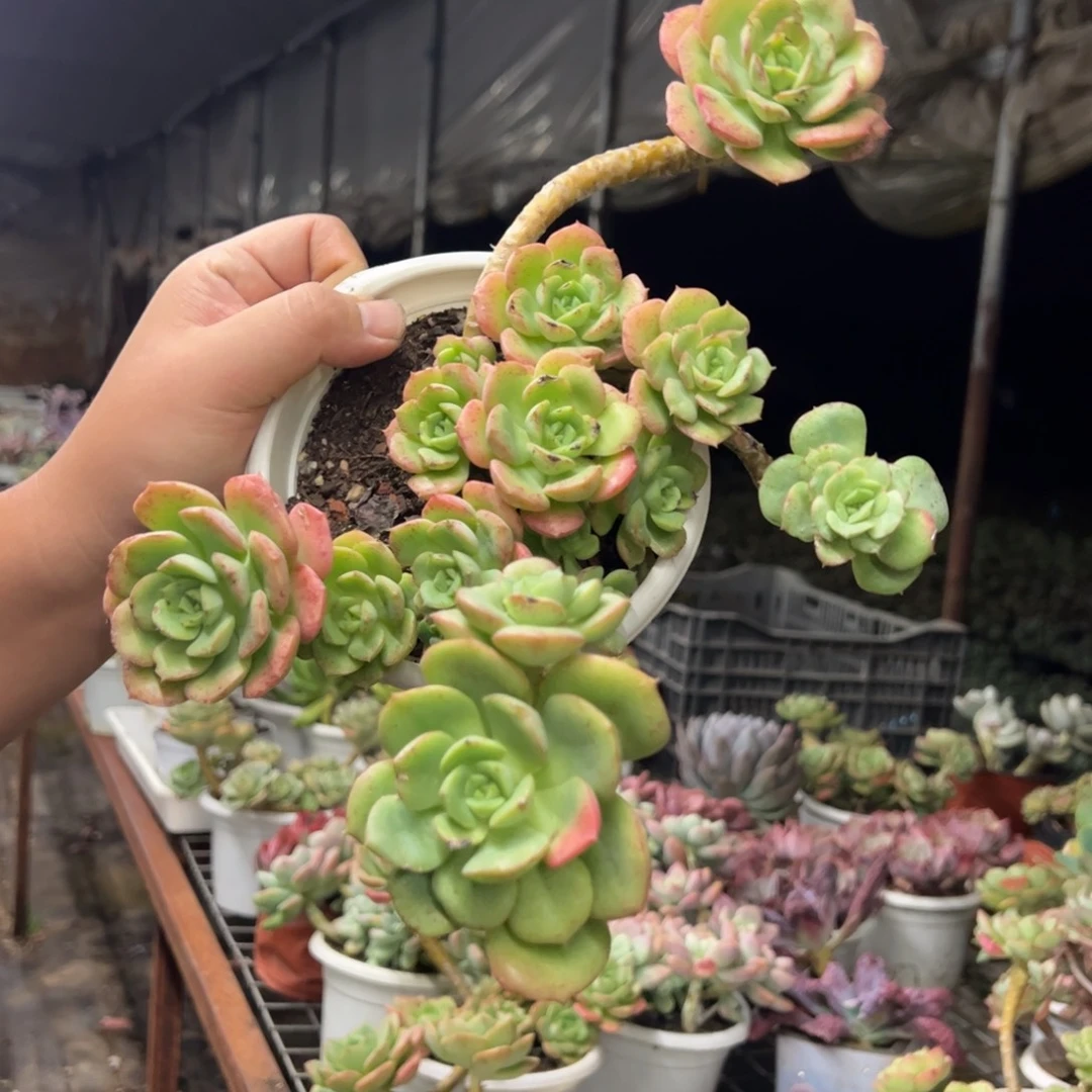 妮可莎娜玫瑰大盆