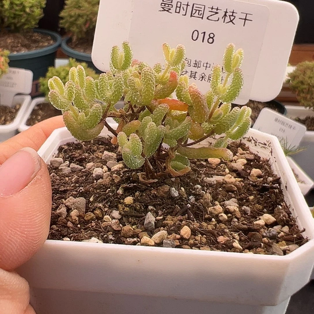 18号冰糖锦1.3多肉