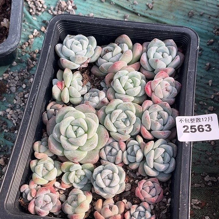 阿雅园艺。      2563冰玉一盒