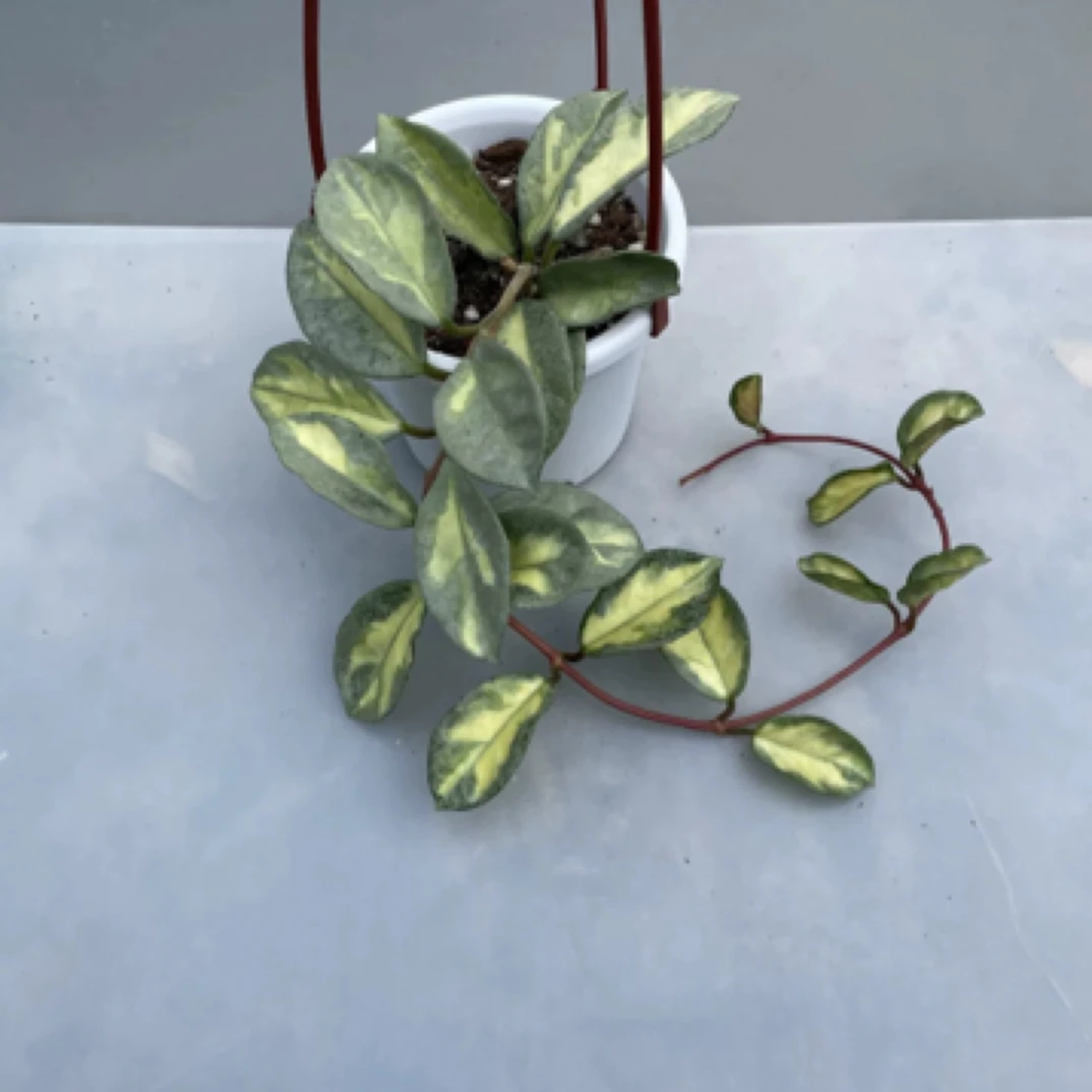 阿根廷公主球兰 (Hoya Argentea Princess) 珍稀品种球兰