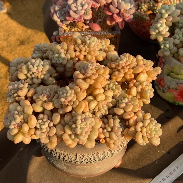 首富 23公分 不带盆