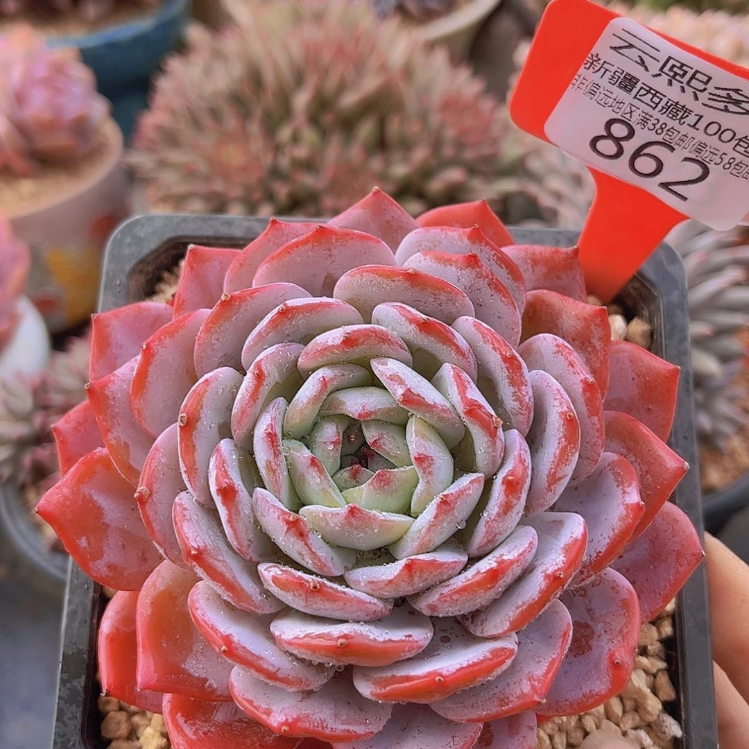862殊棋多肉植物