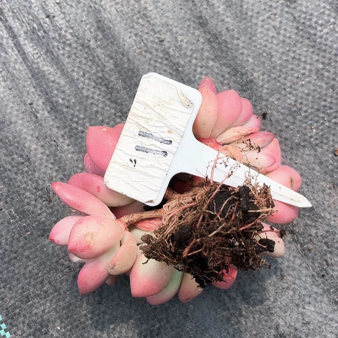 桃花源11号一个一怕