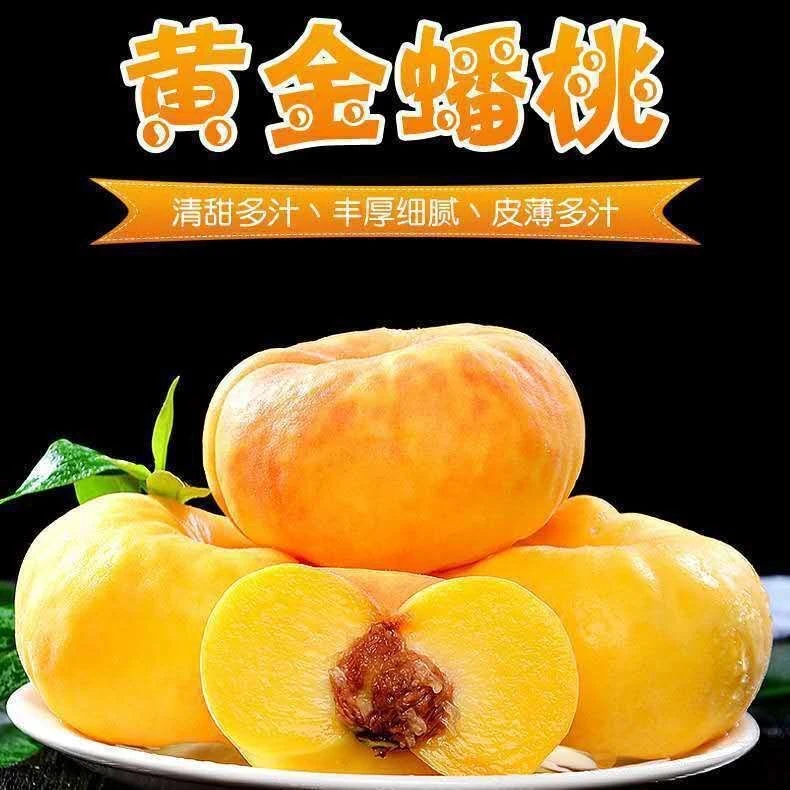 正宗山东蒙阴黄金毛蟠桃 硬吃脆甜软吃爆汁 现摘现发坏果包赔