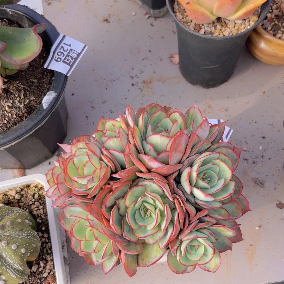 牡丹亭多肉植物1698