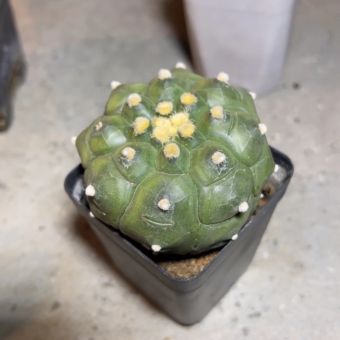 实生大尤龟甲兜一物一拍