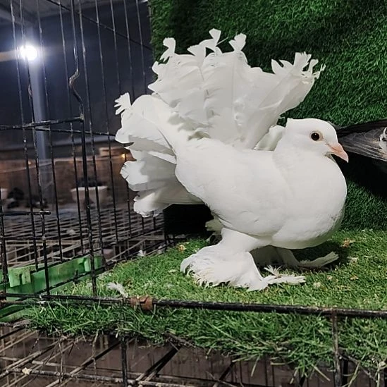 1中国大陆包装乳鸽肉鸽一对