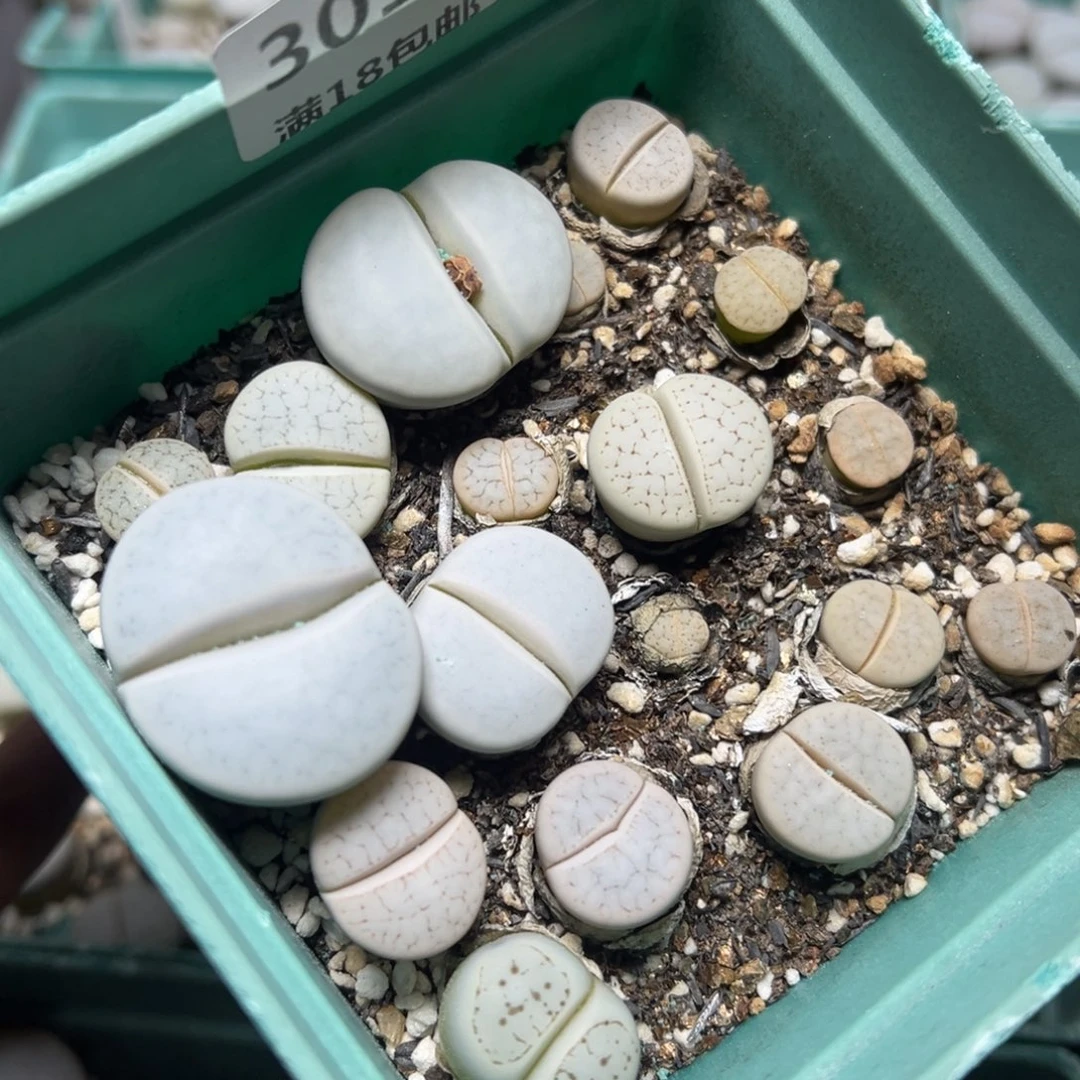【闪购商品】 301。