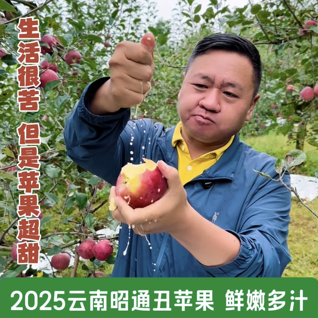 【脆嫩多汁】2025云南昭通高原丑苹果 蜜香蜜甜 现摘现发 果园直发