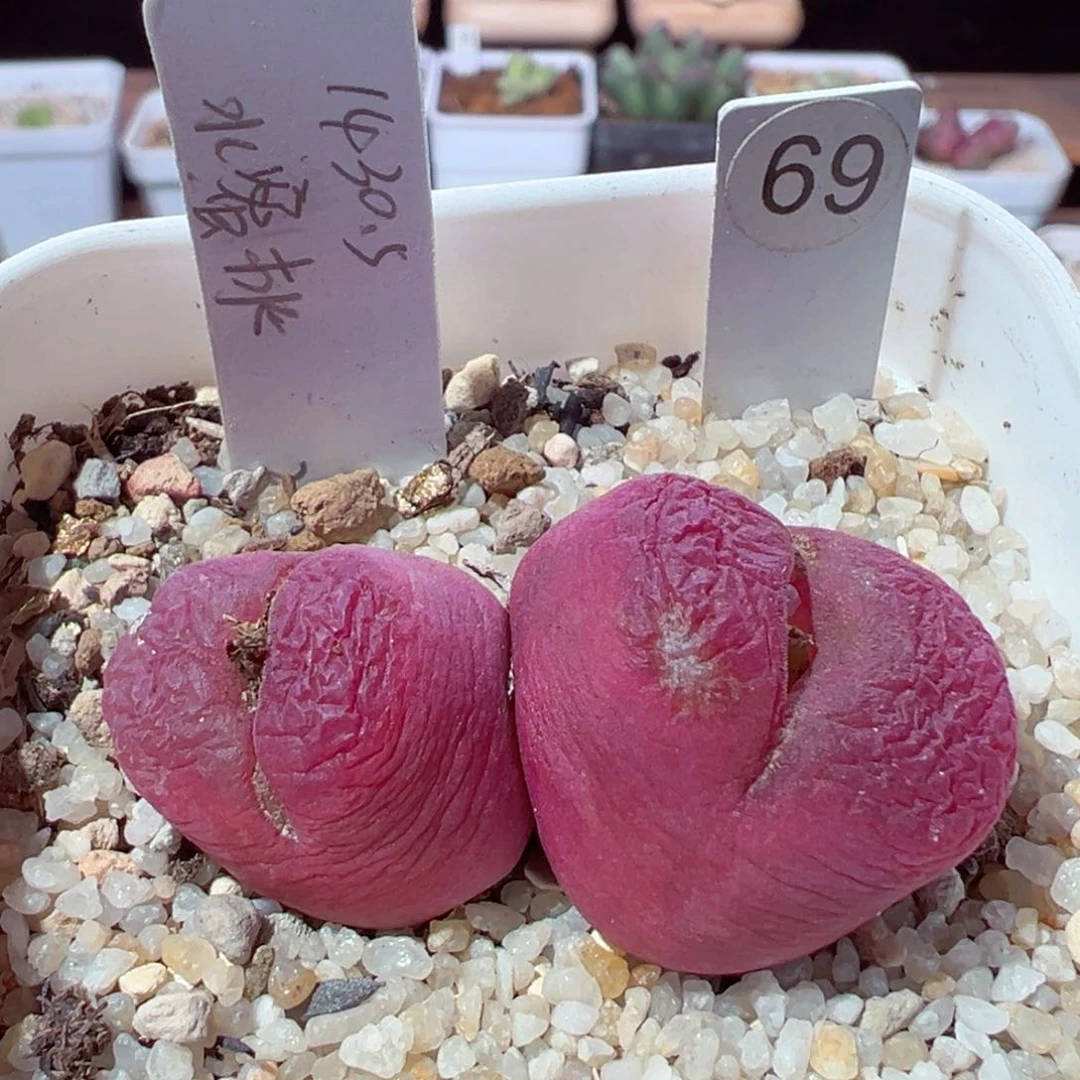 ʚ****ɞ213-676多肉水蜜桃多肉