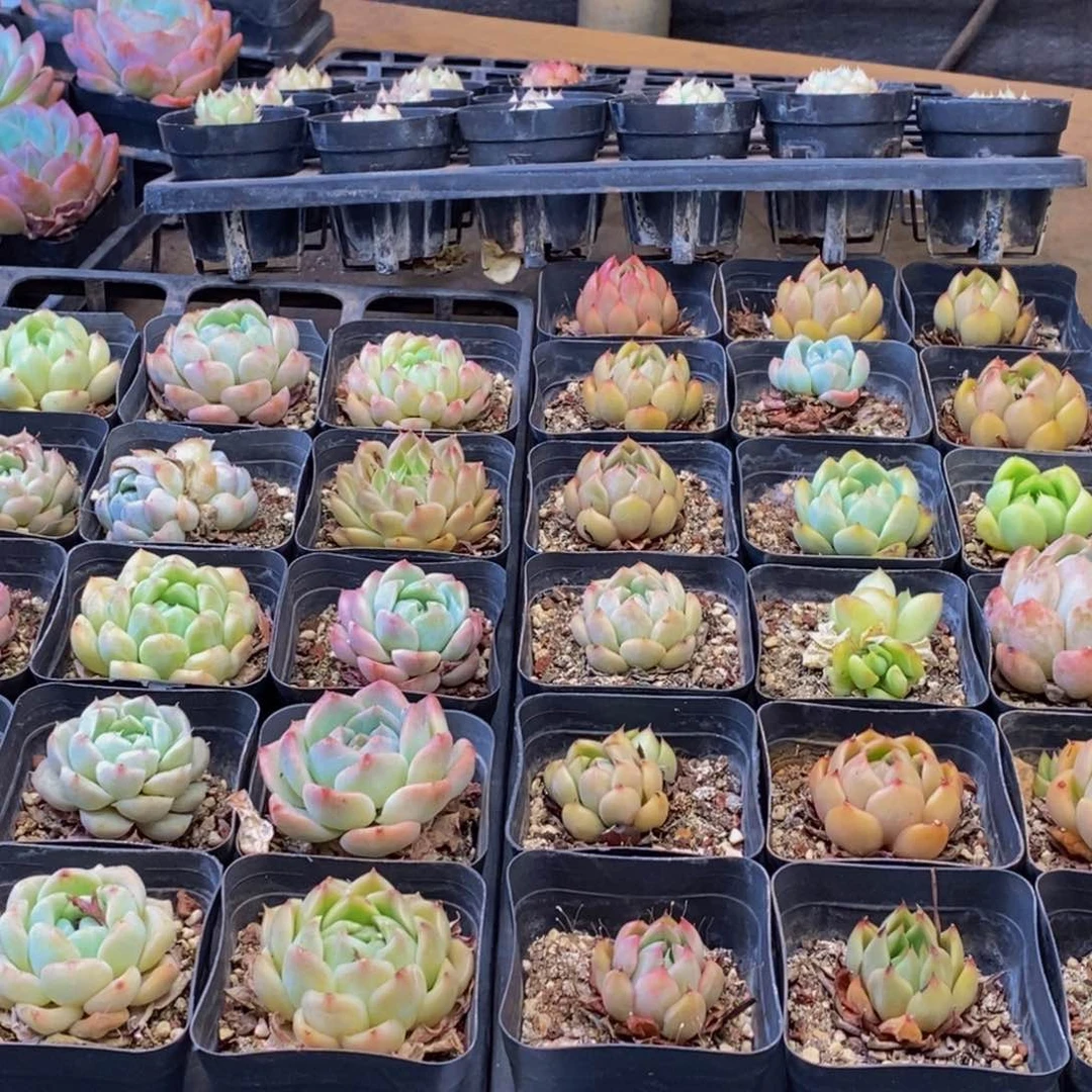 029多肉植物保护研究所所长助理