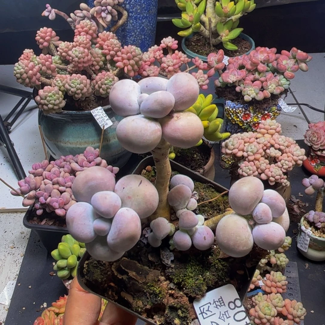 芭比奶酪4408/8cm多肉