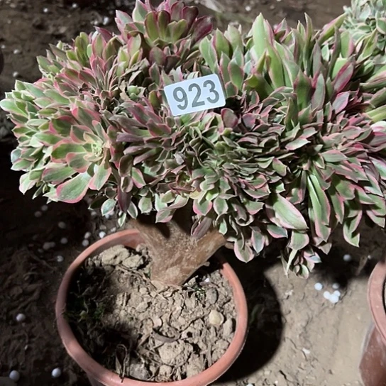 M***m一颗多肉大事 923