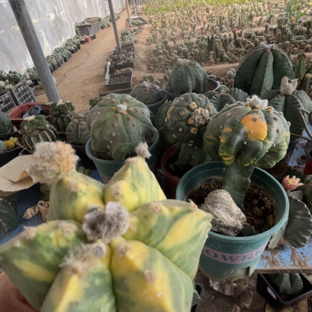 完全开放逍*猫仙人掌1