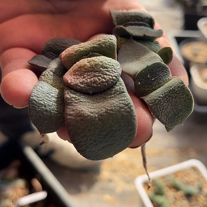 汤*脱土发货11111111111