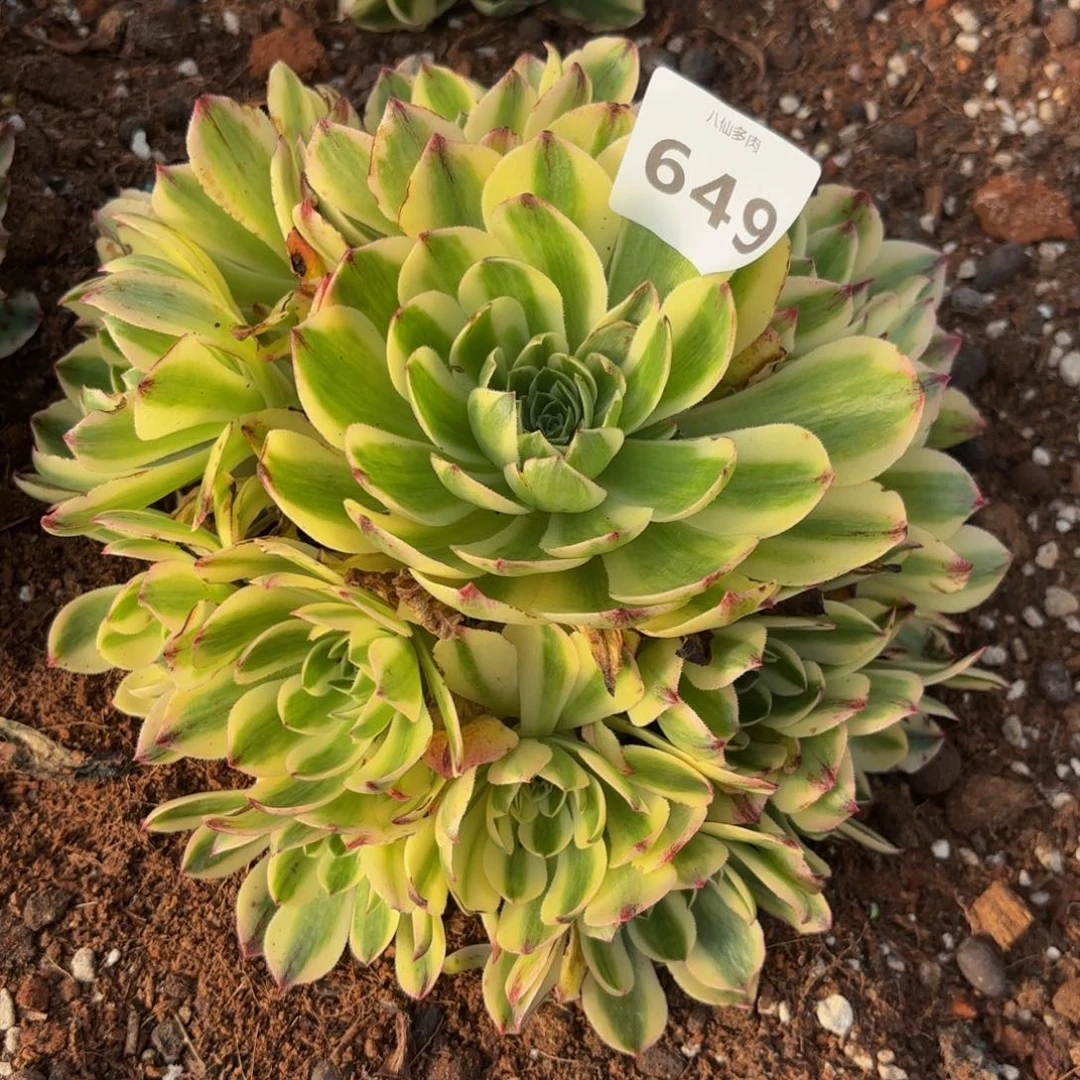 安*649多肉植物伊莉莎白