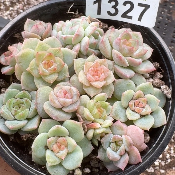 无花朵多肉植物多肉植物