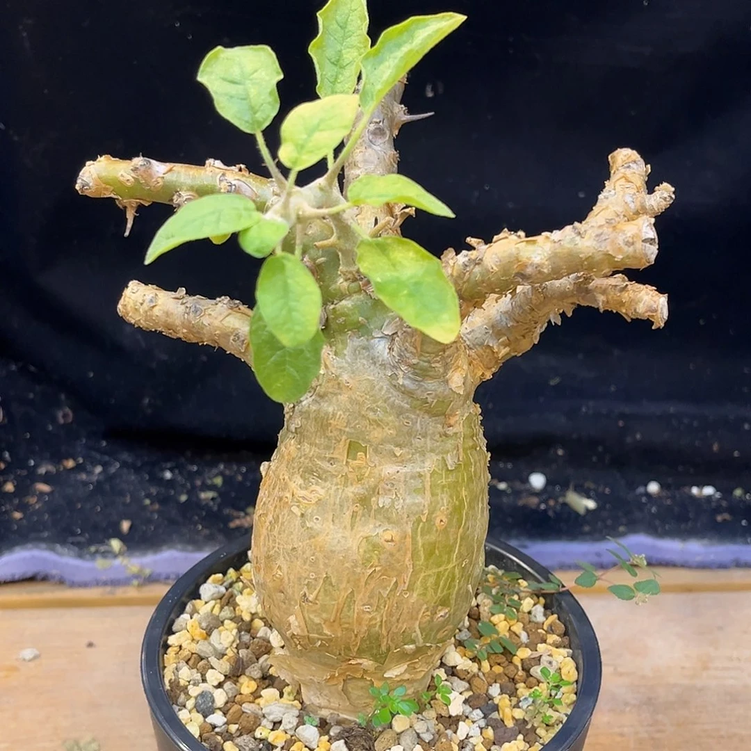 潮流植物 麻风树 多枝