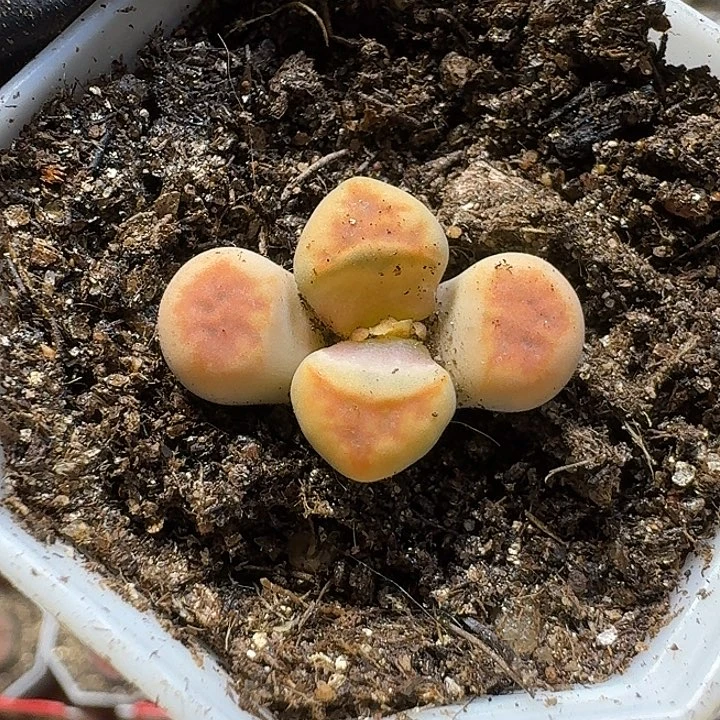 生石花111111。 505