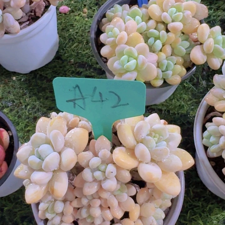 健健康康平平安安