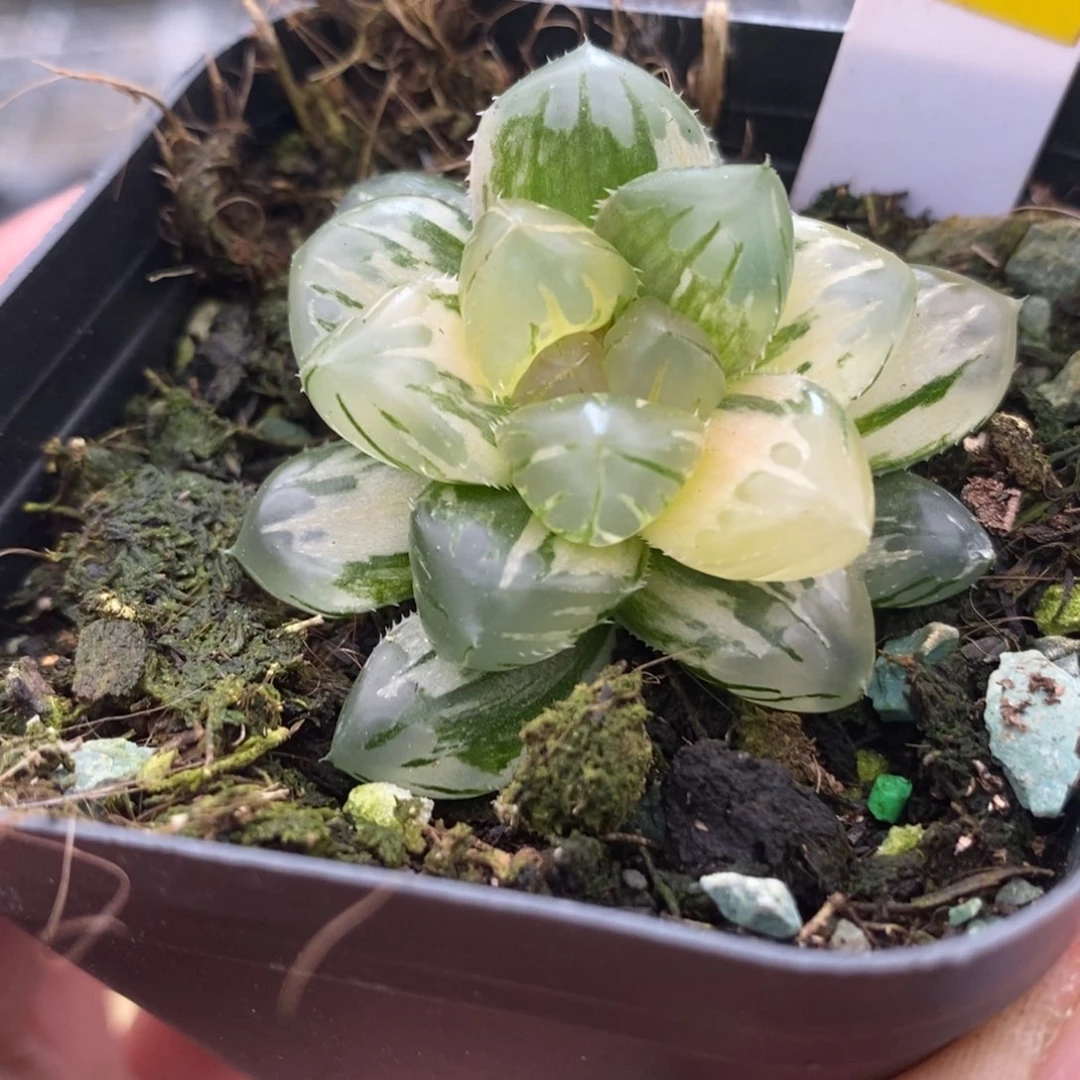 159水中月玉露锦一物一拍