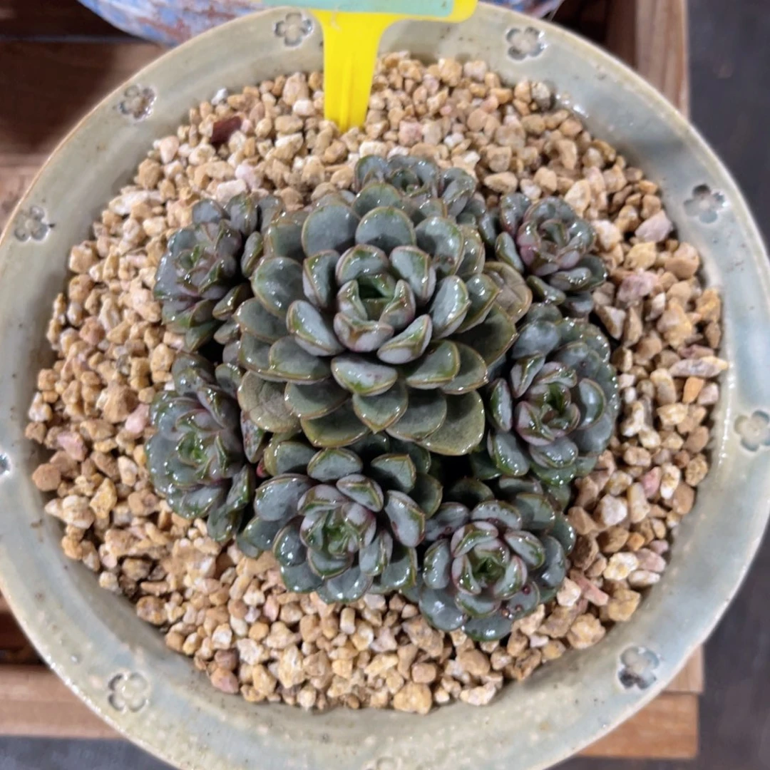 云尘多肉一物一拍87不含盆，