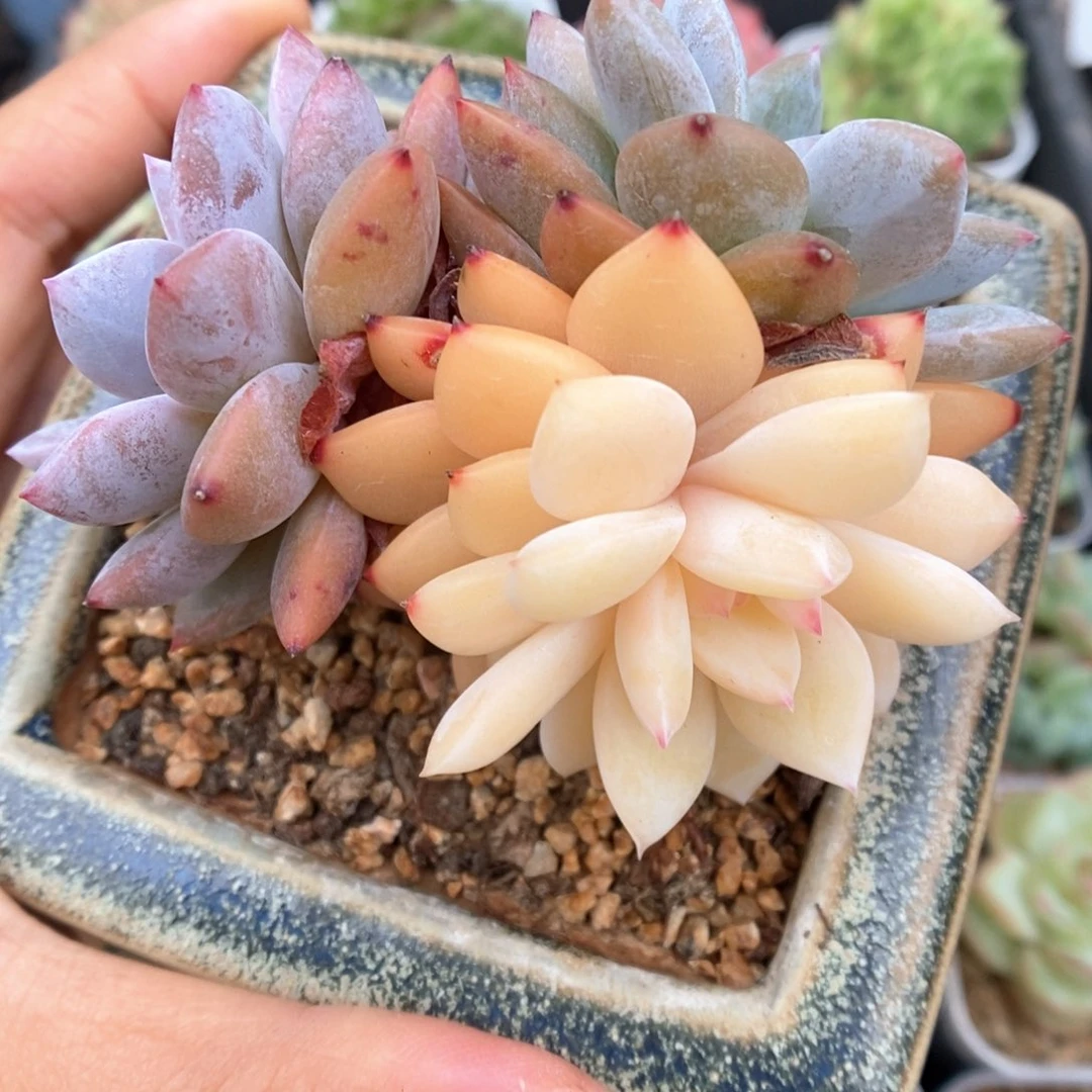 梦露锦可拍群生836号